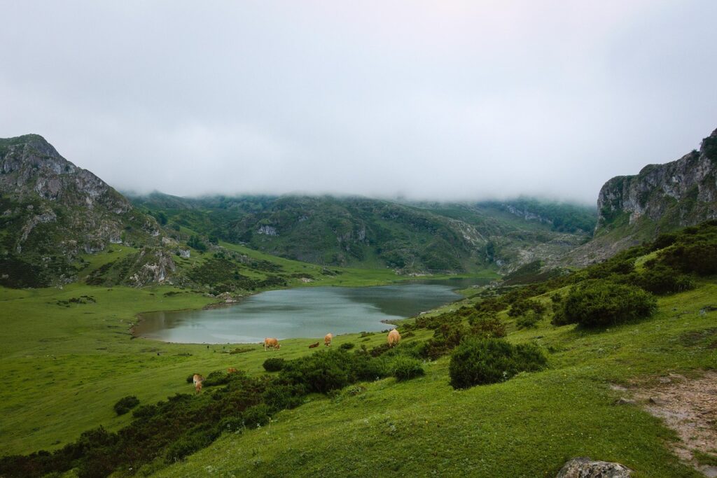 Vacas pastando en los lagos de Covadonga en Asturies
