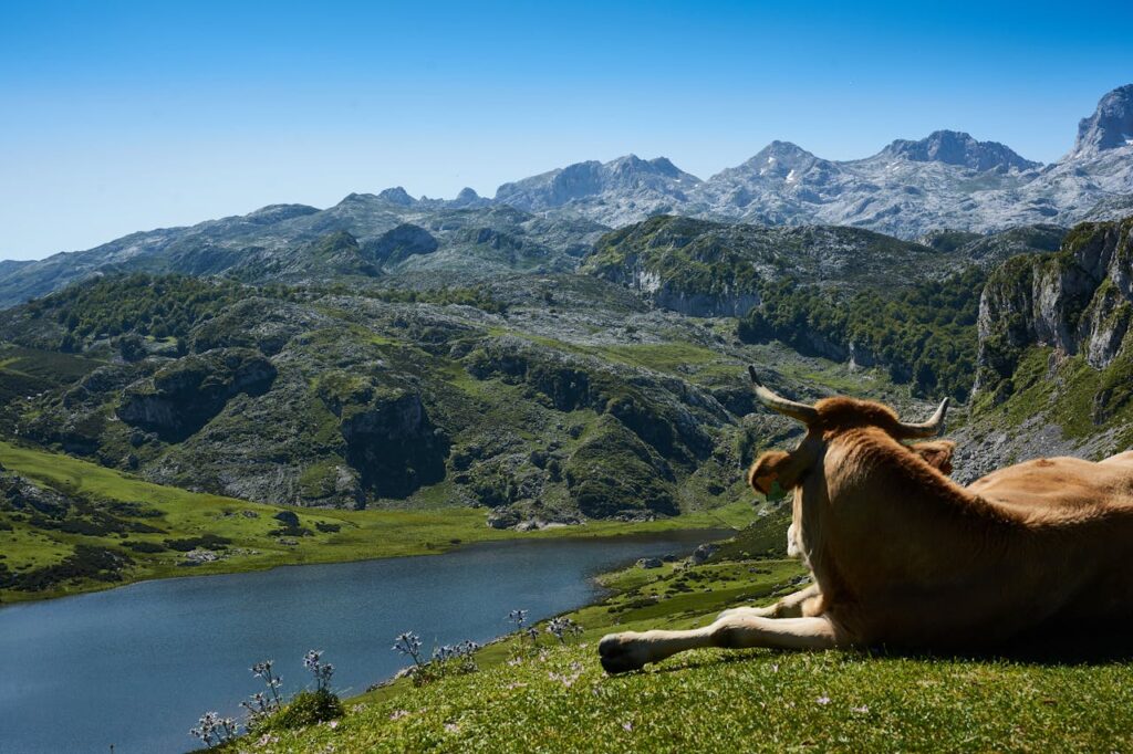 Vaca observando uno de los lagos de Covadonga en el parque natural de los Picos de Europa en Asturies