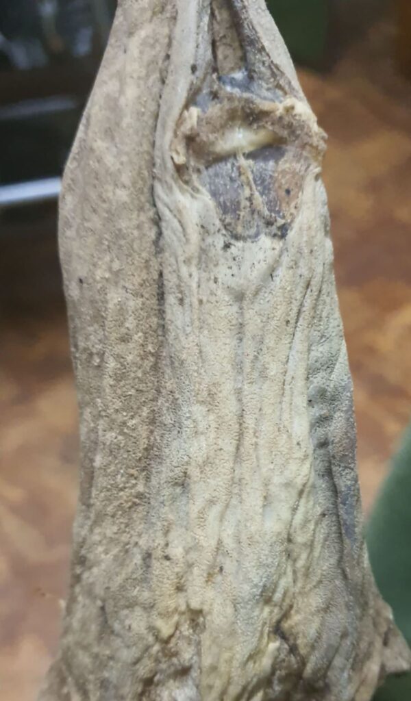 Los golayos, una propuesta marinera asturiana casi desaparecida