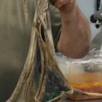 los golayos un pez casi desaparecido el norte de España