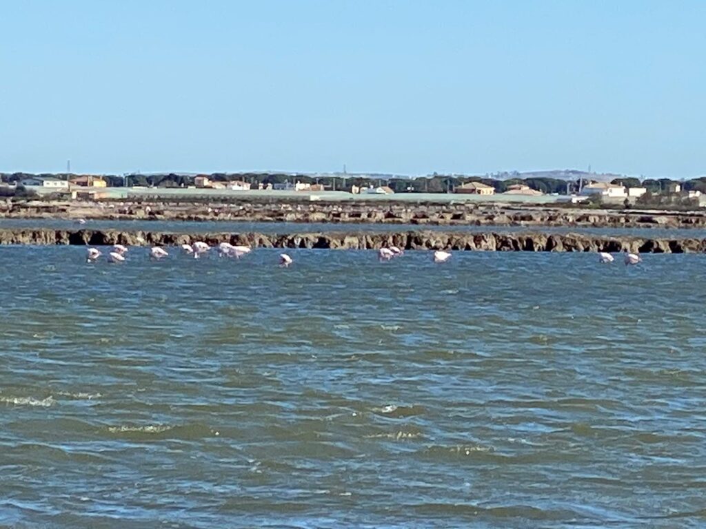 Flamencos en las Salinas de Sanlúcar de Barrameda en el Parque Nacional de Doñana