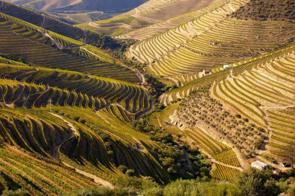 viticultura heroica, unos viñedos en ladera sobre un terreno complicado