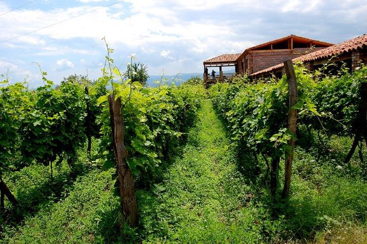 imagen de viñedo en espaldera y bodega tradicional de piedra