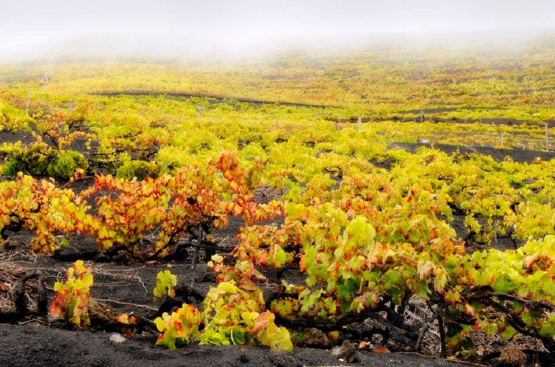 viñedo una vez cosechado en tierra volcánica canaria