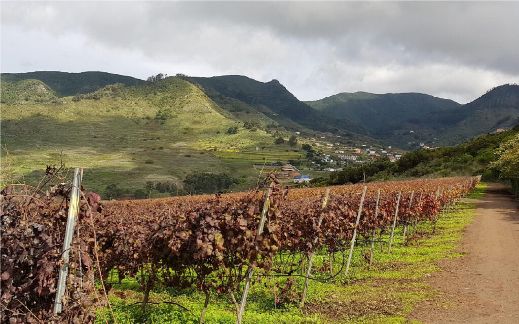Viñedo de Bodega El Lomo de la denominación de origen Canarias situada en tenerife