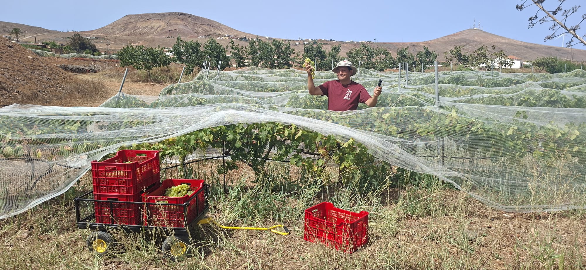 Comienza la vendimia en la dop islas canarias - canary wine
