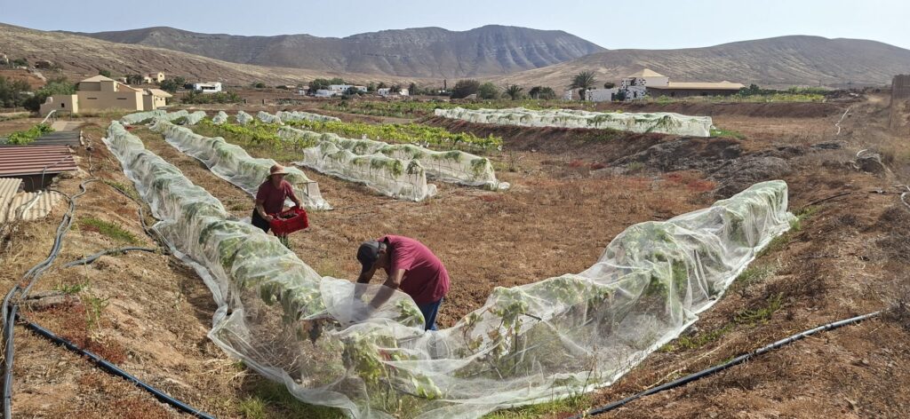 Canary wine es la primera denominación de origen española en iniciar su vendimia 2026